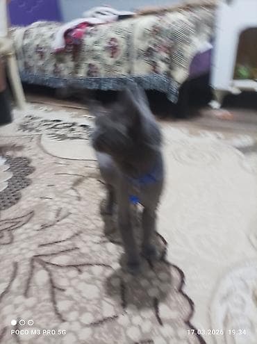 pişik satisi 2019: Rus mavi — 3