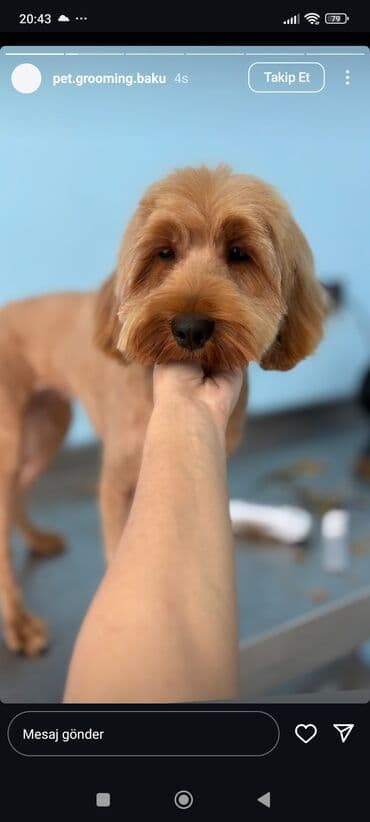 кане корсо цена: Пудель — 6