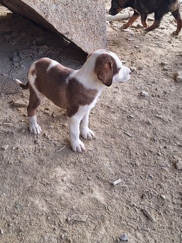 купить хаски щенка: С прививками — 1