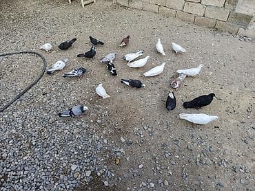 bulbul quşu haqqinda melumat: Məhsul: Ev göyərçinləri qrupu.qiymət bir ədədinə aiddir.tərgizilir,cəm — 3