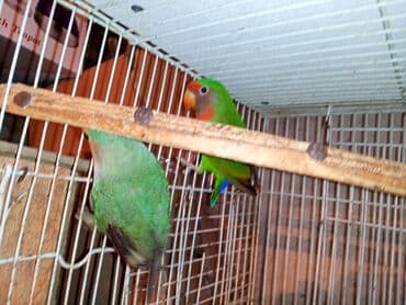 tuk tuk mmc: Nerazlucnik fişer ayrilmazlar maskvıy deyillər cütdu satılır hazır — 12