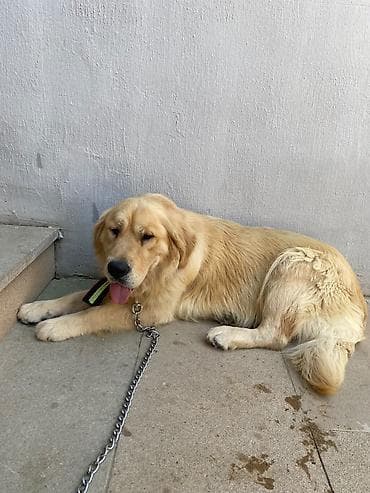 İtlər: Retriever, Erkek — 4