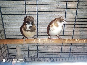 pisik satilir: Amadinlər satılır risovka amadin yapon zebra amadinləri — 9