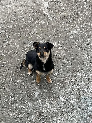 pulsuz heyvan: Alman çoban iti, 2 il, Erkek, Cütləşmə üçün, Ünvandan götürmə — 4