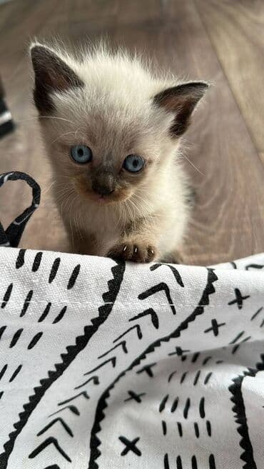 siyam pişik: Siam, Dişi, Erkək, Yaxşı əllərə, Ödənişli çatdırılma, Ünvandan götürmə — 6