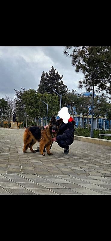 afcarka balasi qiymetleri: Alman çoban iti, Erkek — 2