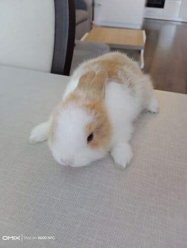 dovşan balasına nə deyirlər: Ev Heyvanı – Kiçik Dovşan - Növ: dekorativ dovşan (mini/oyuncaq — 1