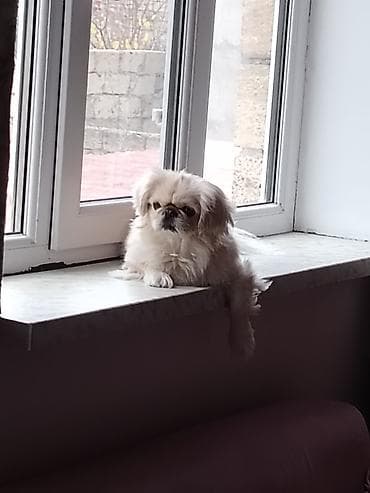 en iri it cinsi: Pekines, 5 il, Dişi, Cütləşmə üçün — 2