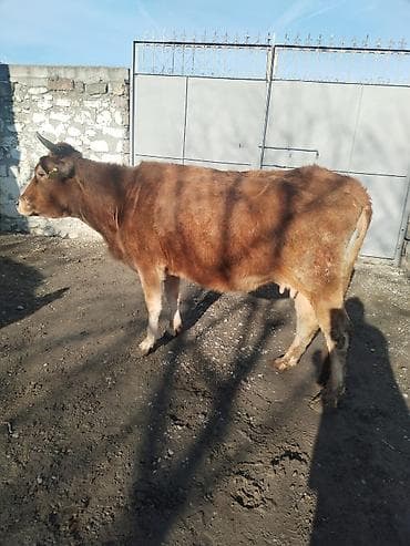 itler pikines type 1: Qaramal – dişi inək • Cins: yerli tip, qırmızı-qəhvəyi rəngli • — 1