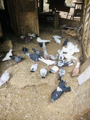 geref quşu: Müxtəlif rənglərə və naxışlara malik ev göyərçinləri mövcuddur. Onlar — 11