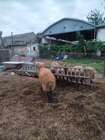 qurbanliq quzular: Kök erkək quzular — 2