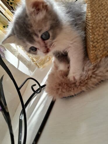 ag pişik: Britan — 6