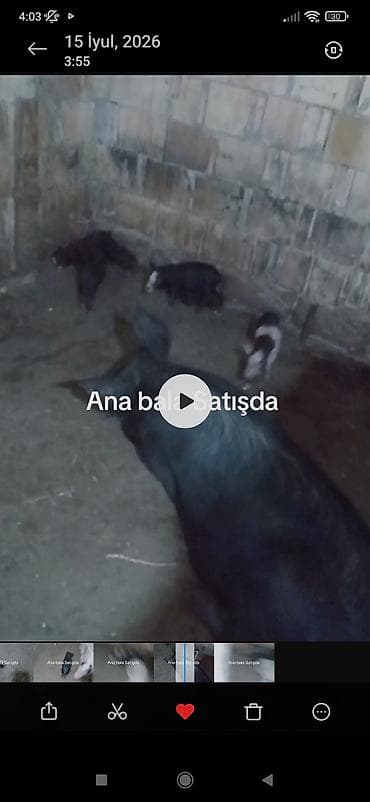 super alabay kl type 1: Ana donuz və balaları donuz satışı - Növ: Donuz (ana + balalar) - — 5