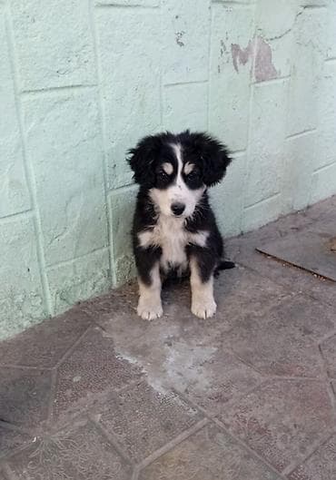 ev quslarinin adlari: Koker spaniyel, 2 ay, Dişi, Peyvəndli, Ödənişli çatdırılma — 10