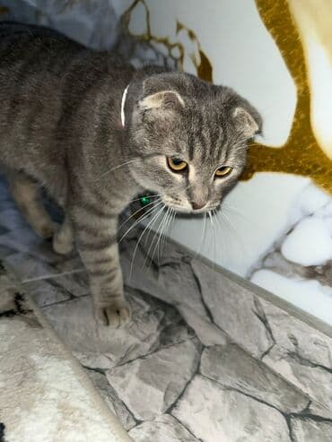 Gəmiricilər: Şotland yastı qulaq, Dişi, Cütləşmə üçün — 2