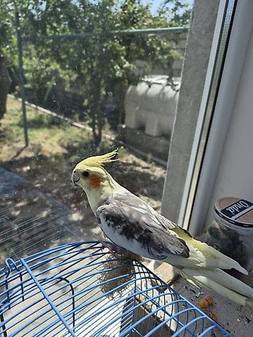 9aylıq qızğın erkək.ünvan Buzovna yolu. Koroğluya çatdırılma 2azn. -