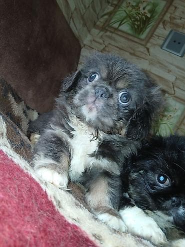 heyvanlar: Pekines — 1
