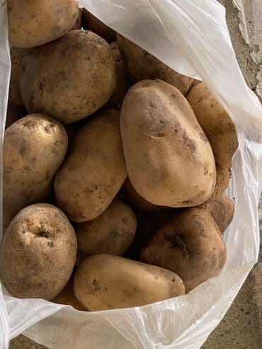 1.50 qepiyə tez bişen kartof qaz yumurtasından böyükdi 70 kq var