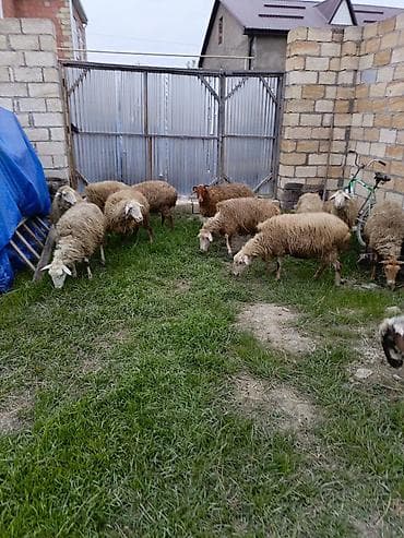 cuce ve xoruz temsili: 12 baş orta yaş qoyunlar satılır — 4