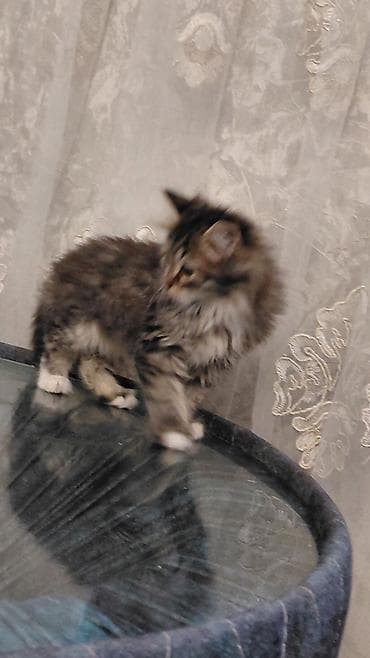 pişik həkimi: Tabbi, Dişi, Yaxşı əllərə — 10