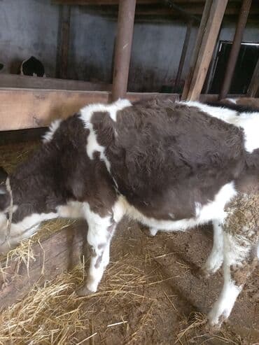 satiliq inekler: 1 erkək 1 dişi dana satılır. 8-9 aylıqdı — 6