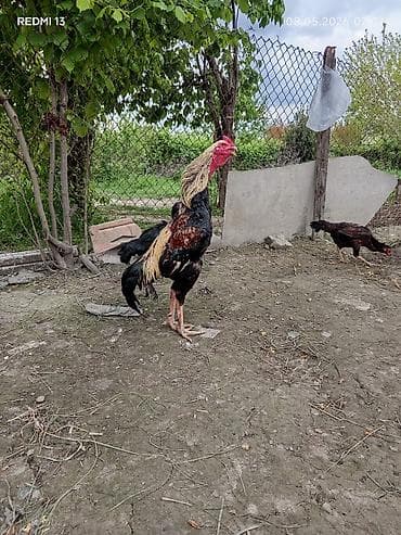 Satılır:Şamo Brazil qatlslql 1il 4ayllq xoruzdu