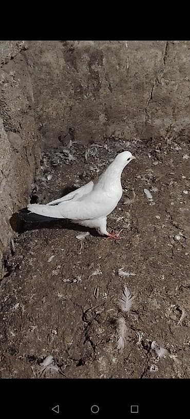 K/t heyvanları və malları: Qarabaw mayadi tutulmadi. Boynu gullu baladi 2 saata yaxin ucub 1 — 8