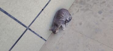 dovşan şekilleri: Tabbi, Yaxşı əllərə — 3