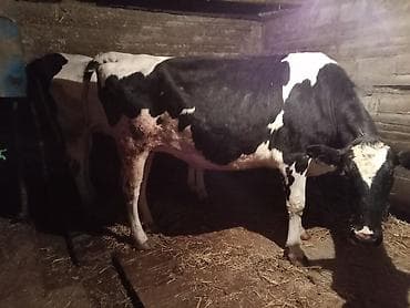 Məhsul: Qaramal və xırdabuynuzlu heyvan - İri buynuzlu: Qara-ağ — 4