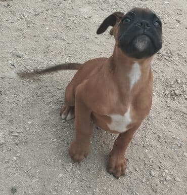 1 aylık doberman: Bokser, 3 ay, Erkek, Peyvəndli — 1