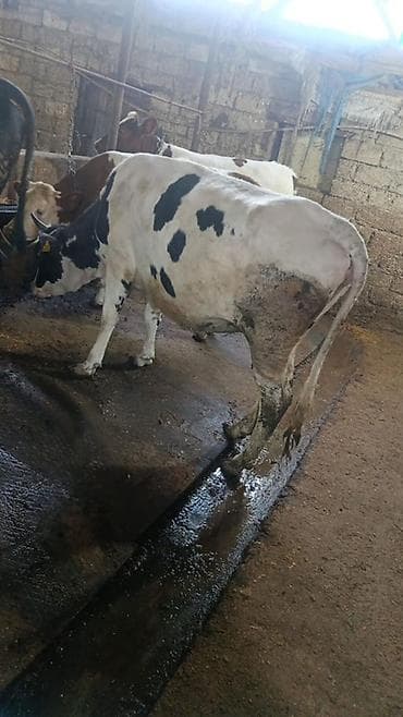 inek satislari: 7 ayliq bogaz duye satilir 1 ci qarina simmentalla mayalanib. 4500 m — 1