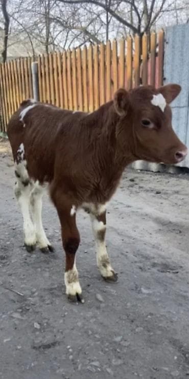 heyvan yemləri: Dana, buzov, Dişi, Simental, ay: 2 — 3