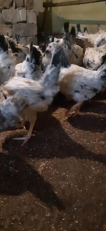 Toyuq, Yumurtalıq, Ünvandan götürmə