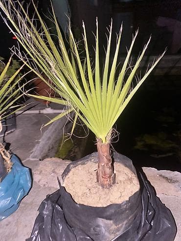 pomidor şitili: Waşinqtoniyada (fan formalı) palma fidanı - Növ: Fan yarpaqlı — 2