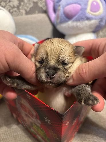 Şpitz, 1 ay, Ünvandan götürmə — 4