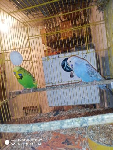 dəvə qusu: Çex cütler satılır papuqaylar təmiz qan vıstıvıcnıy vıstıvka sərgi — 3