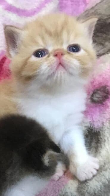 Quşlar: Fars, Erkək, Dişi — 7