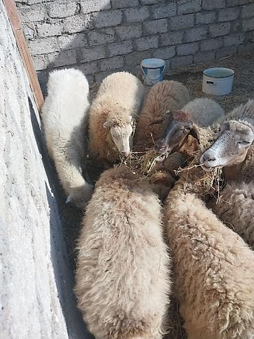 çoban iti satışı: Qoyun sürüsü – yerli cinslər - Şəkildə gördüyünüz kimi bir qrup — 1