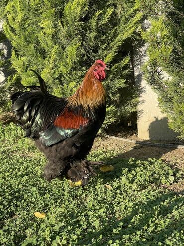 pişik satışı ucuz: Brama xoruzları. Biri 2 illik xoruz - 100₼ İkisi 7 aylıq xoruz — 3