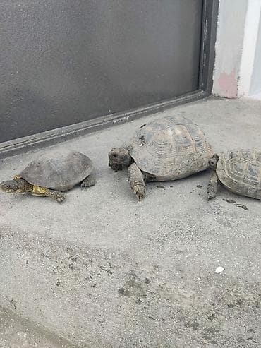 qoyun mal: Ferqli olculerdedi artiq 3 ildi ozum boyutmuwem orta olculer 10manat — 4
