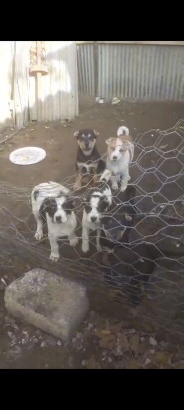 Qurdbasar, 2 ay, Erkek, Peyvəndli, Pulsuz çatdırılma, Rayonlara çatdırılma, Ünvandan götürmə