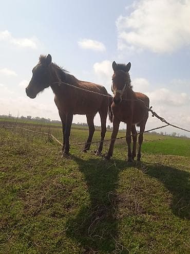 İki baş qəhvəyi at - Növ: yerli qarışıq cins (süvari və təsərrüfat