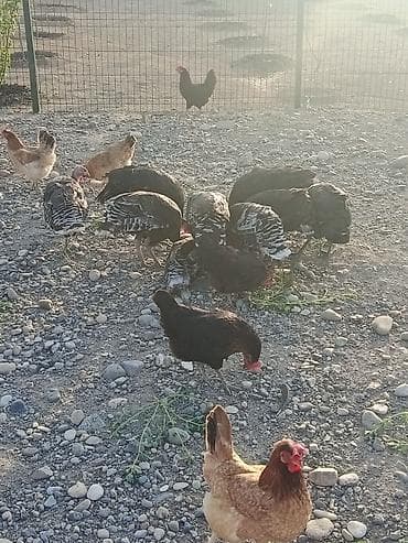 hind quwu: Salam hindusqalar satılır 9 denedi ünvan Cəbrayıl rayonunun horovlu — 1