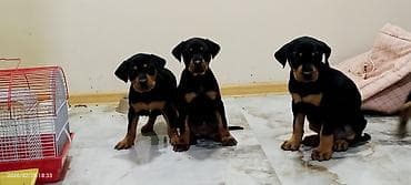 dober: Doberman, 2 ay, Dişi, Pulsuz çatdırılma — 3