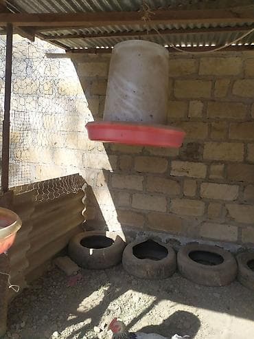 heyvanlar satisi: Yem qabı, Yem üçün, Quşlar üçün, Ünvandan götürmə — 1