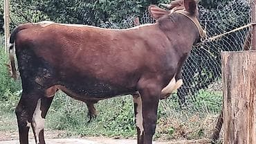 hind quşu cucesi: 10 aylıq çveç sortu erkək dana satılır — 1