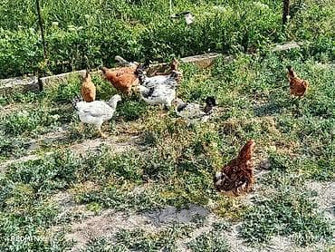kənd cucəsi: 11ədəd kənd cücələri.dermansiz böyüdülmüş.3ay10gunlukdu.etraflu — 8