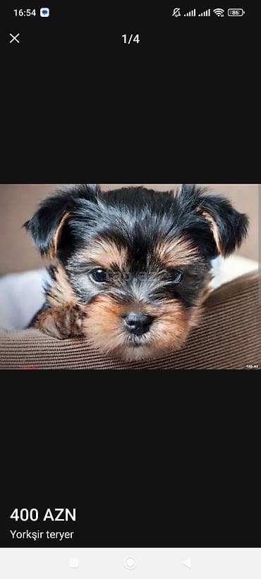 Məhsul: Yorkşir ter yer balası Qiymət: 400 AZN (şəkildə göstərilib)