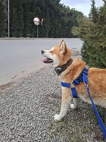 Akita-inu, 1 il, Erkek, Peyvəndli, Ödənişli çatdırılma