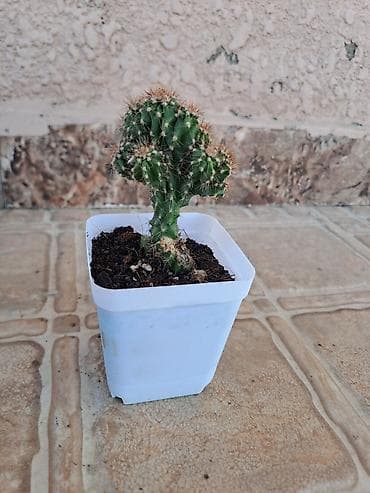 ev perdeleri: Mini kaktus – çoxgövdəli, tikanlı, dekorativ sukulent. - Qab: kvadrat — 3
